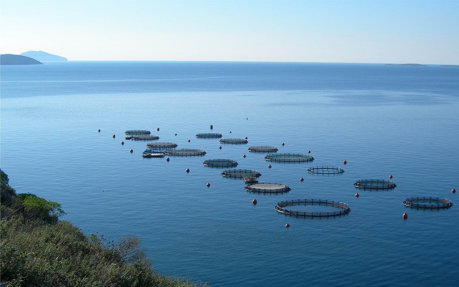 Salmodis est spécialisée dans les produits issus de l’aquaculture marine et continentale